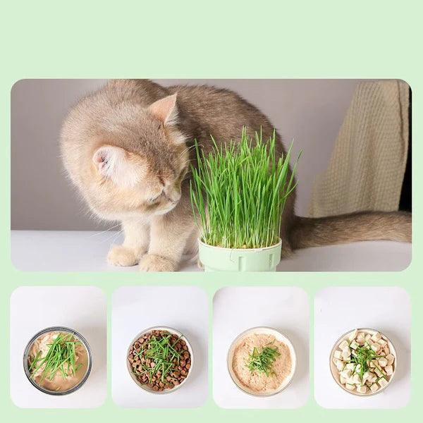 Cat Snack - Compre dois por R$139,85