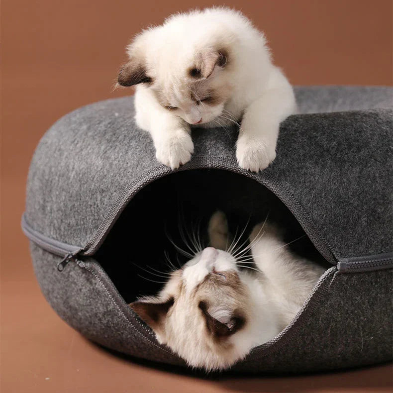 Túnel caminha para gatos