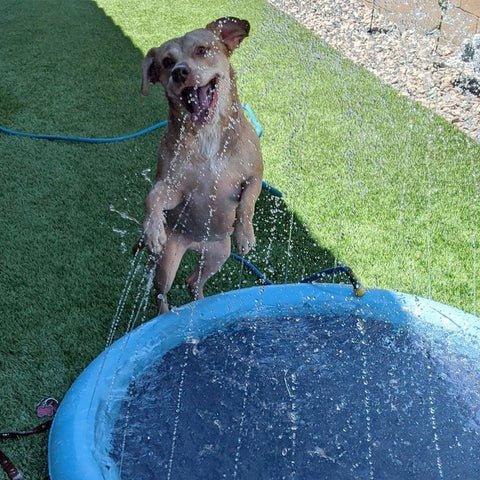 PetPool - Piscina com chafariz