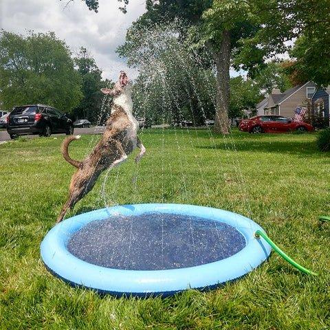 PetPool - Piscina com chafariz