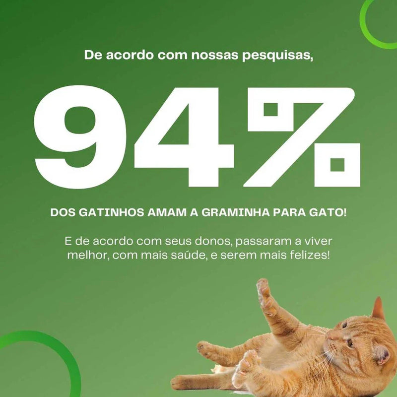 Graminha para gatos
